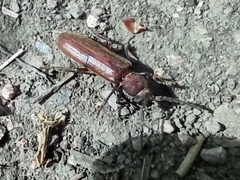 Arhopalus rusticus
