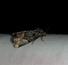 Homophoberia apicosa