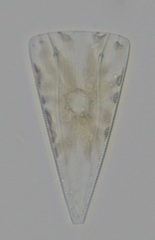 Licmophora ehrenbergii