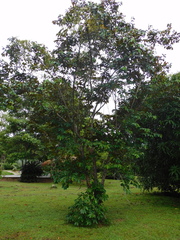 Chrysophyllum cainito