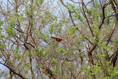 Cardinalis cardinalis mariae