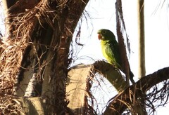 Psittacara leucophthalmus