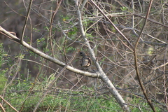 Callipepla douglasii vanderbilti