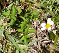 Bidens alba