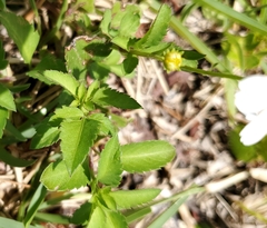Bidens alba