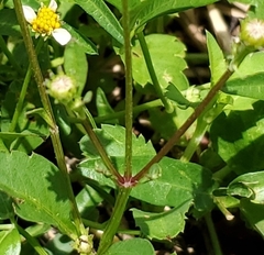 Bidens alba