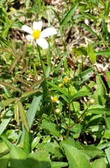 Bidens alba