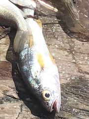 Cynoscion regalis