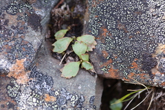 Micranthes razshivinii