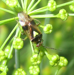 Orthops scutellatus