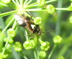 Orthops scutellatus