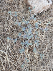 Eryngium creticum