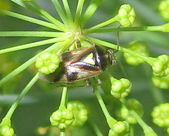 Orthops scutellatus