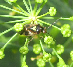 Orthops scutellatus