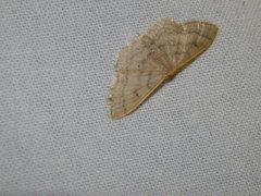 Scopula internataria