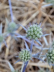 Eryngium creticum