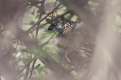 Callipepla douglasii vanderbilti