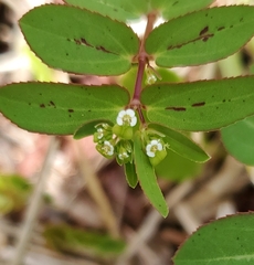 Euphorbia hyssopifolia