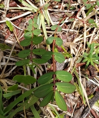 Euphorbia hyssopifolia