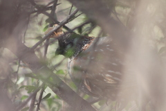 Callipepla douglasii vanderbilti