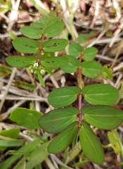 Euphorbia hyssopifolia