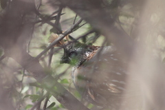Callipepla douglasii vanderbilti