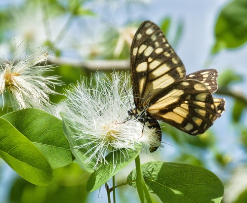 Short-horned Baronia