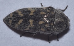 Acmaeodera bacchariphaga