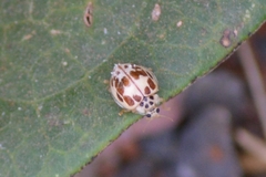 Psyllobora confluens