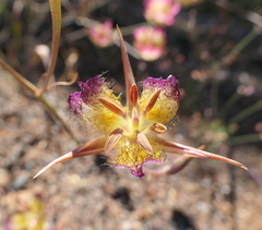 Calochortus rustvoldii