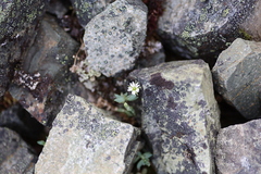 Stellaria alaskana