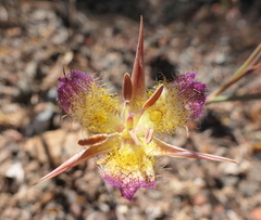 Calochortus rustvoldii