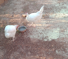 Gallus