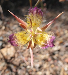 Calochortus rustvoldii