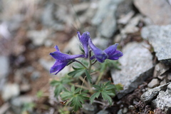 Delphinium brachycentrum
