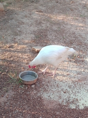 Gallus