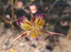 Calochortus rustvoldii
