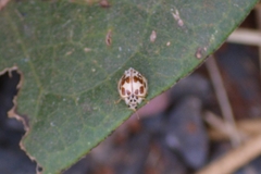 Psyllobora confluens