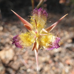 Calochortus rustvoldii