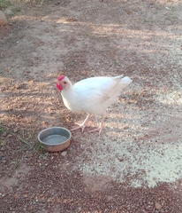 Gallus