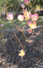 Calochortus rustvoldii
