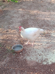 Gallus