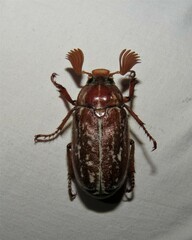 Polyphylla variolosa