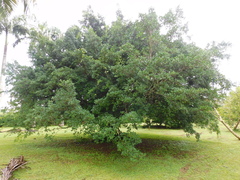 Ficus pallida