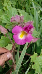 Proboscidea louisianica fragrans