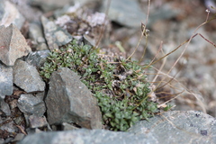 Draba mulliganii