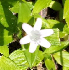 Richardia grandiflora