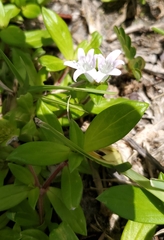 Richardia grandiflora