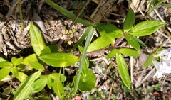 Richardia grandiflora
