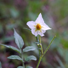 Solanum jamesii
